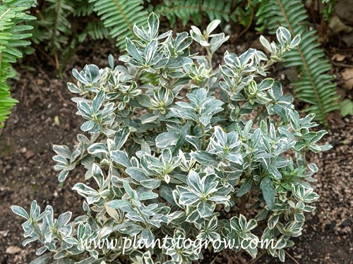 Silver Princess Boxleaf Euonymus (Euonymus japonicus Moness)